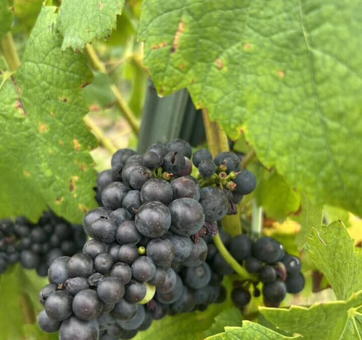 Weekend Otwartych Winnic Pomorza Zachodniego: Spotkania z miłośnikami wina w Winnicy de Lewin w Trzebawiu