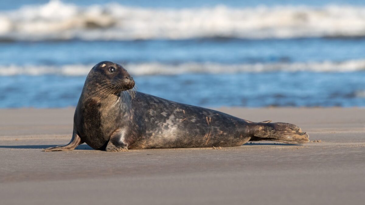 Długi weekend nad Bałtykiem? Fundacja WWF Polska edukuje, jak wypoczywać w zgodzie z naturą