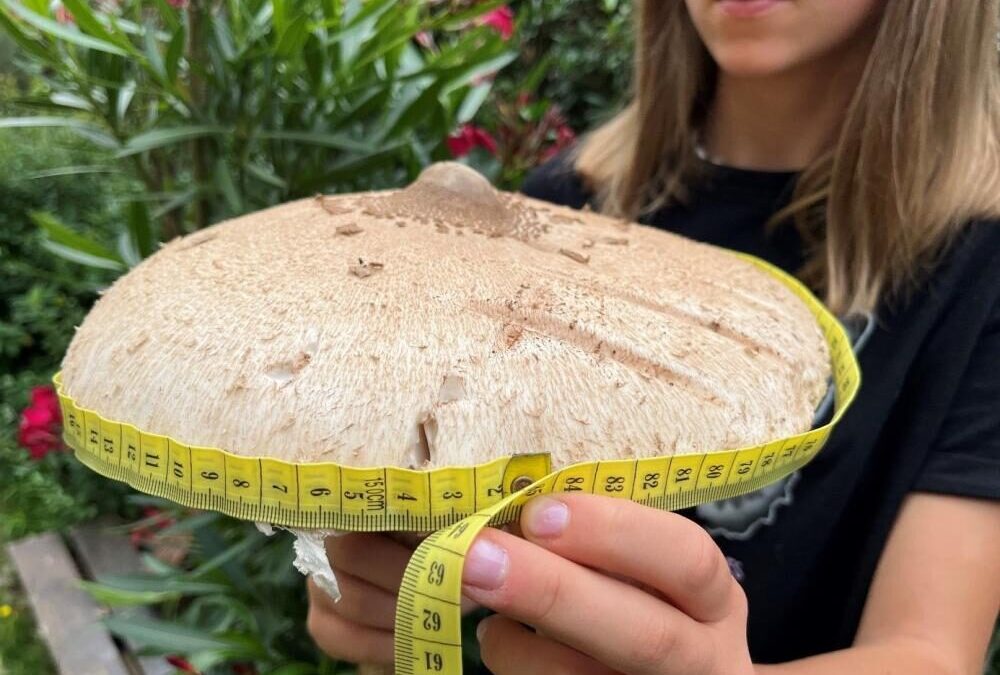 Nadleśnictwie Resko. Rozpoczęcie konkursu na największego grzyba