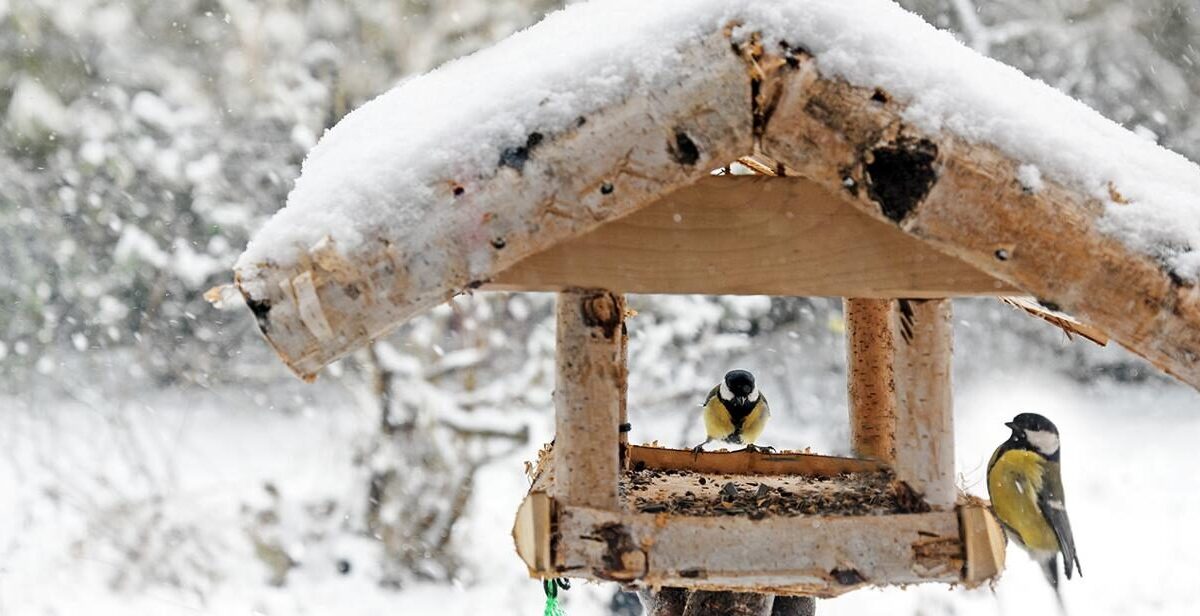 Zimowe dokarmianie zwierząt – jak robić to mądrze i bezpiecznie?