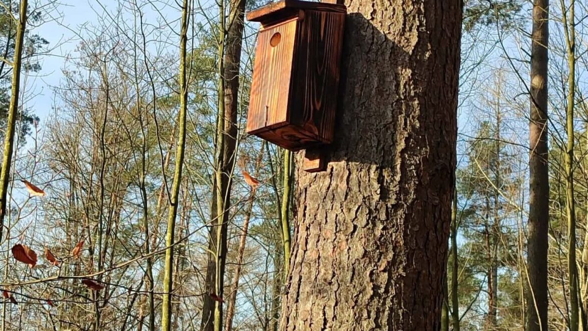 Nowe budki lęgowe w Nadleśnictwie Łobez – Wsparcie dla natury i leśnego ekosystemu