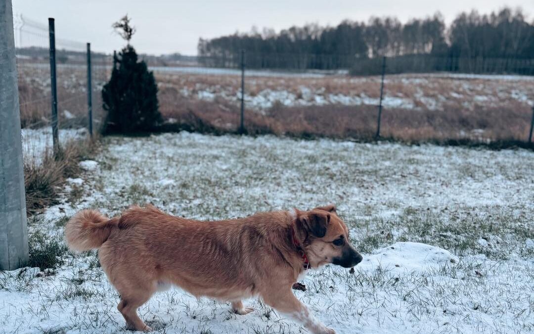 Schroniska dla zwierząt w Zachodniopomorskiem pomyślnie przeszły zimową kontrolę