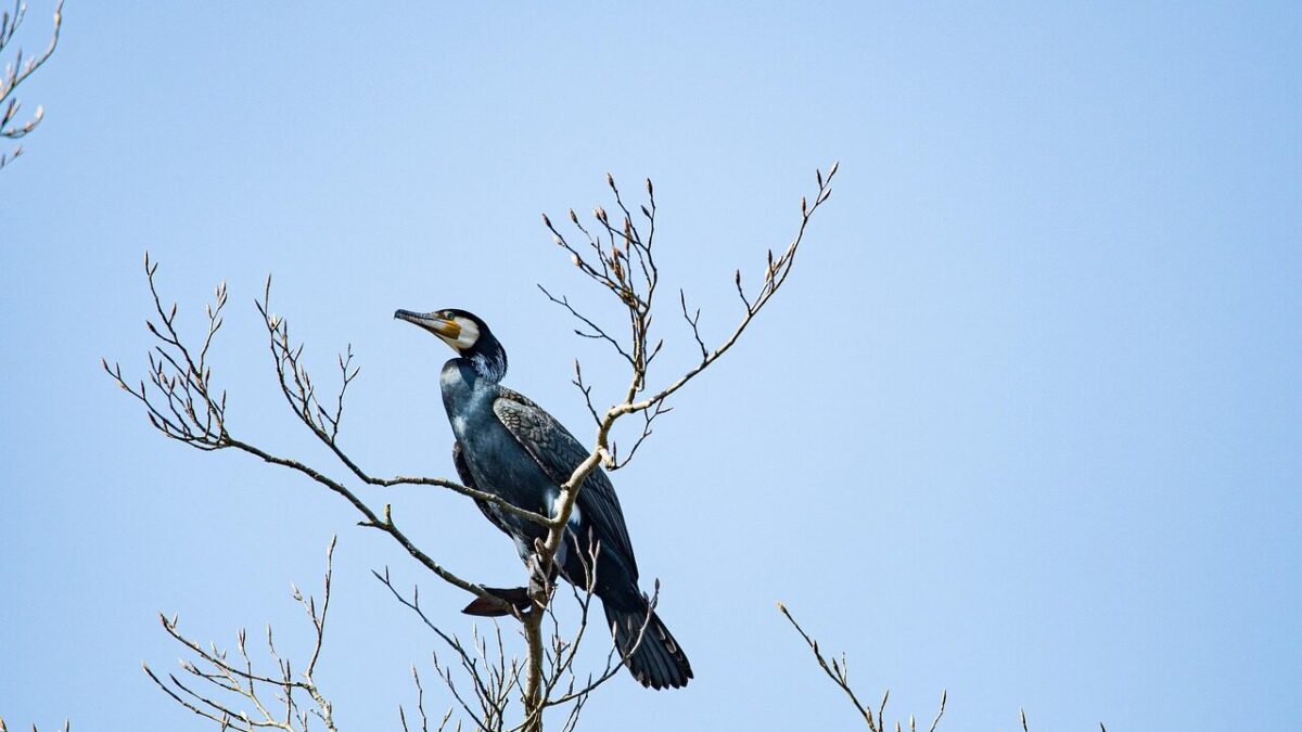 Ptasia inwazja w mieście: Kormorany a problem miejskiej zieleni