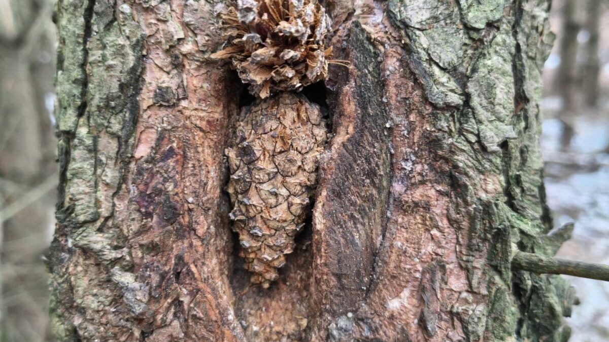 Tajemnice leśnej kuźni – jak dzięcioły zdobywają pokarm?