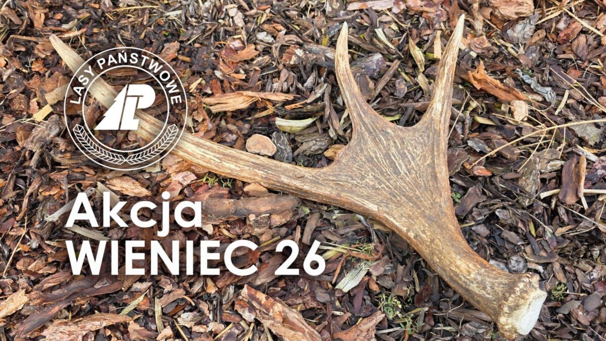 Akcja “Wieniec 26”: Walka ze zbieraniem poroży i kłusownictwem