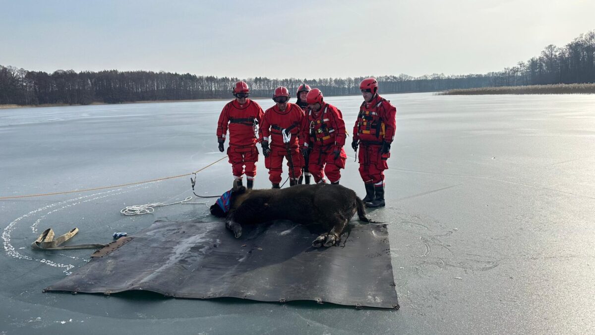 Spektakularna akcja ratunkowa żubra na jeziorze Bytyń Wielki