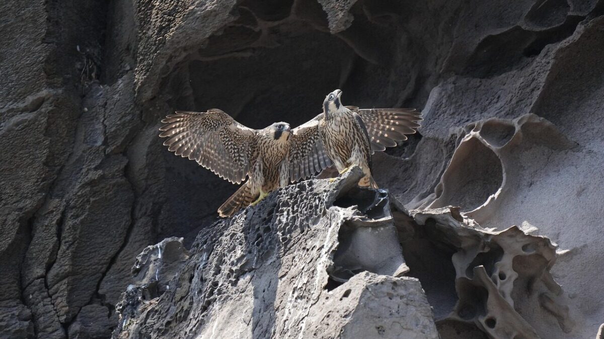 Nadzór nad naturą z fotela – Nadleśnictwo Barlinek uruchamia transmisję z ptasich gniazd