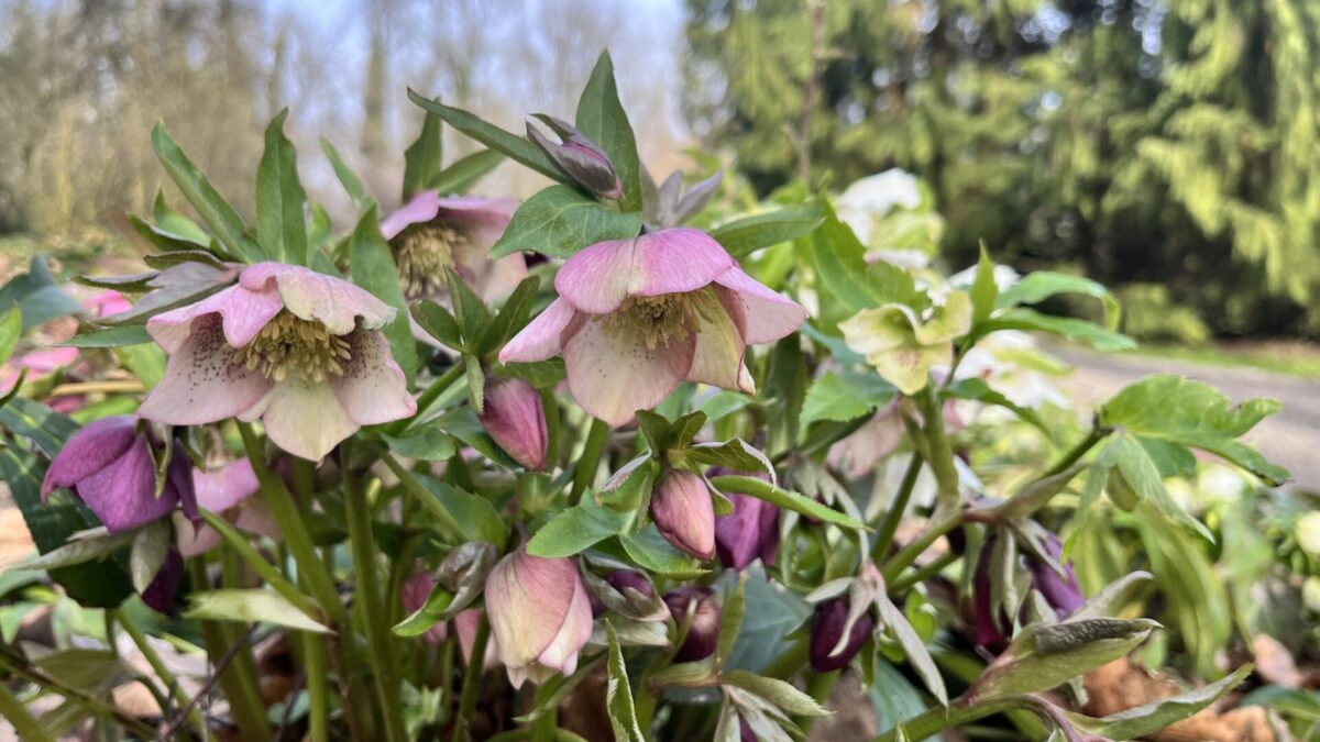 Ogród Dendrologiczny w Przelewicach otwiera sezon — program wydarzeń i zasady promocyjnego biletu [WIDEO]