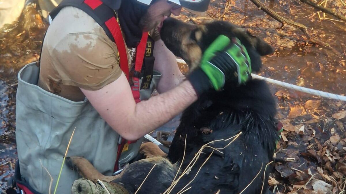 Strażacy OSP Radowo Małe uratowali dwa psy z grząskiego bagna w pobliżu Rogowa