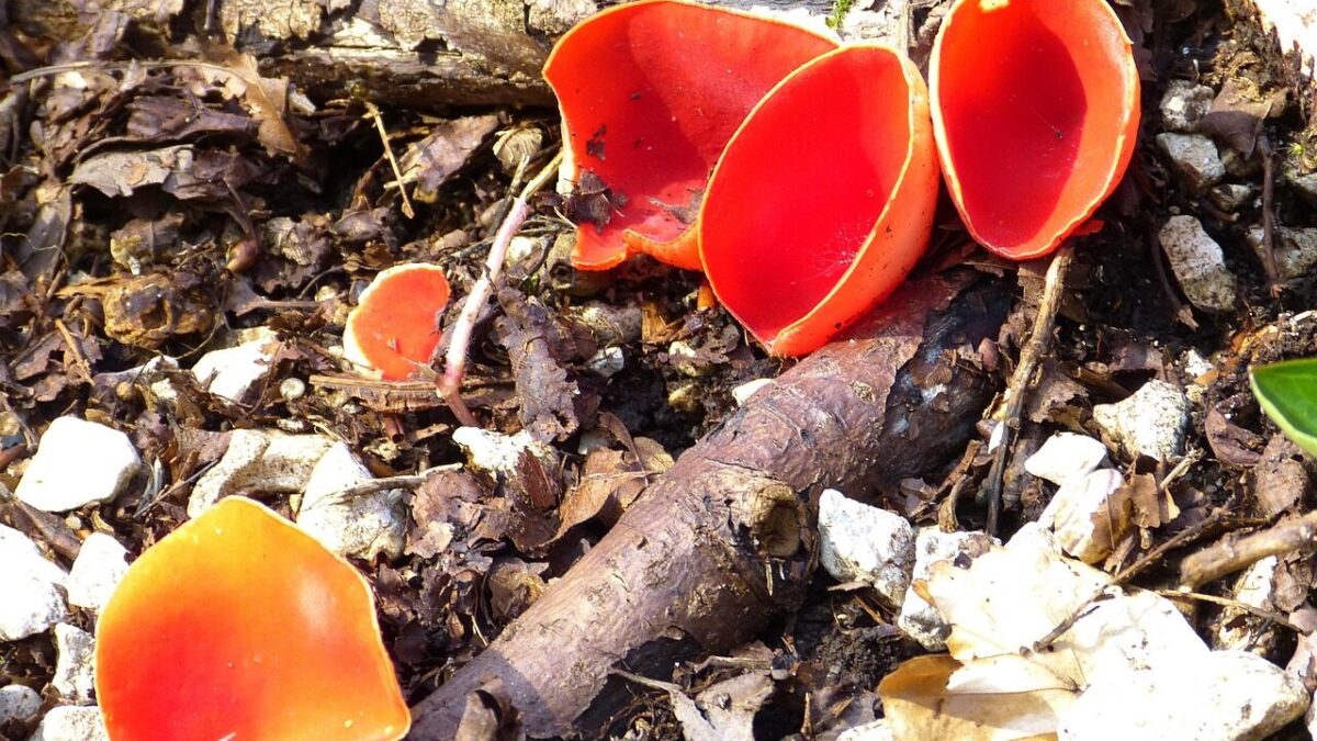 Czarki — wiosenne „klejnoty lasu”: występowanie, wartość odżywcza i status ochronny